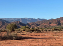 Argan Oil: A Handmade Treasure From Sous-Massa