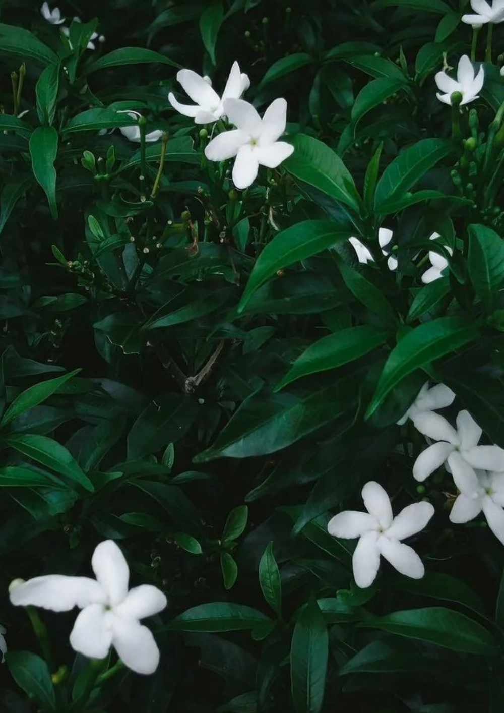 Jasmin Du Nil Body Oil