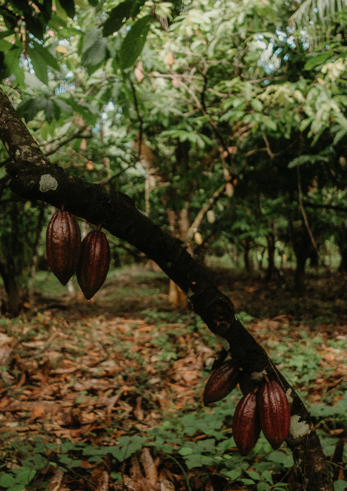 Rich Cocoa Body Butter