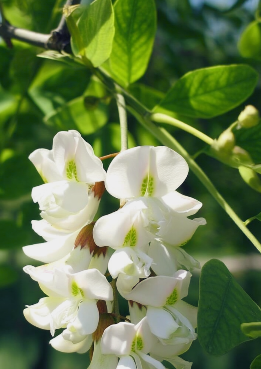 Wild Oat & Acacia Blossom Soap