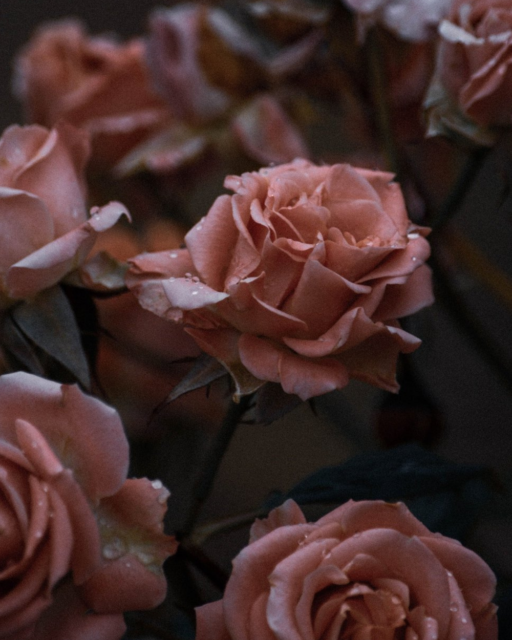 Atlas Rosewater