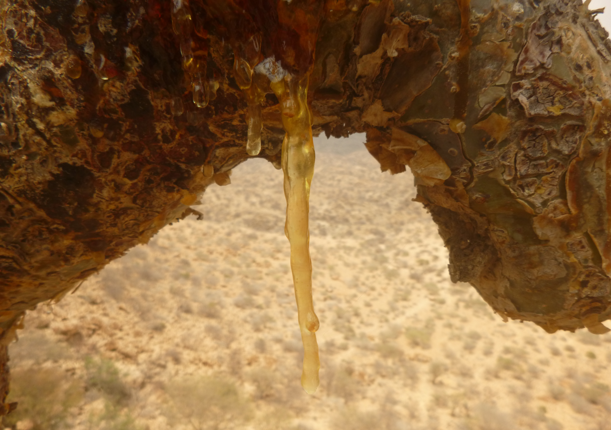 Maydi Frankincense Cleansing Oil