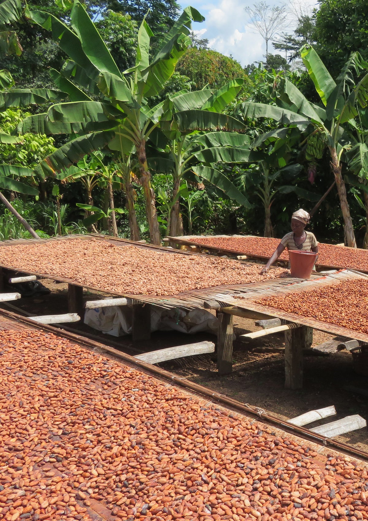 Beurre corp riche au cacao