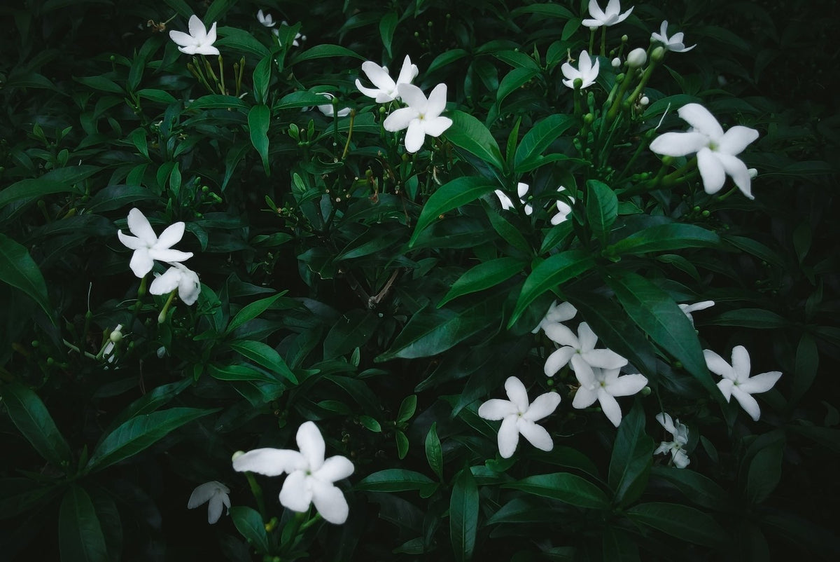 JASMIN DU NIL
