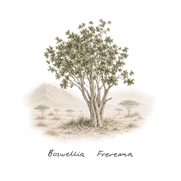 FRANKINCENSE  MAYDI