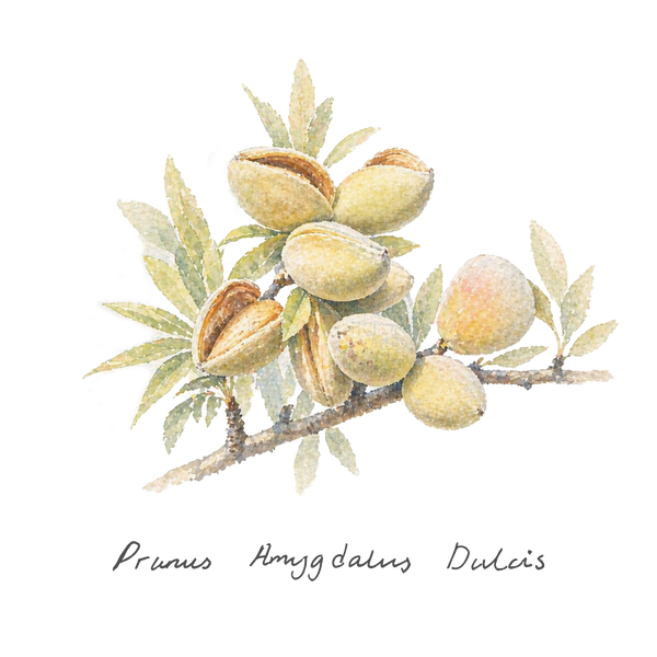 SWEET ALMOND