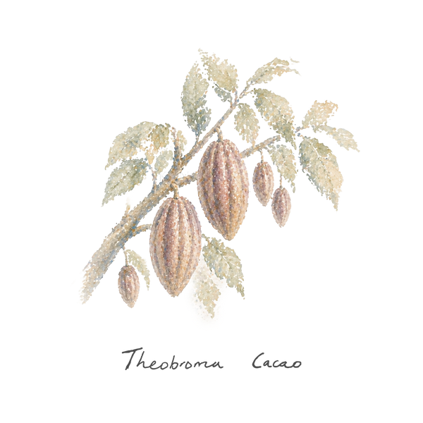 CACAO