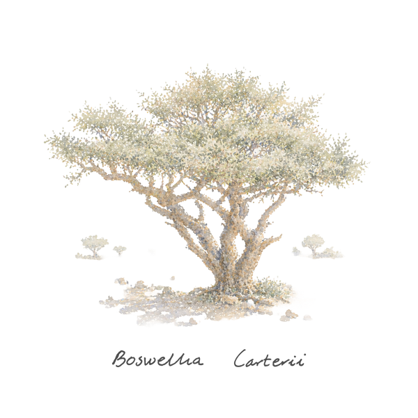 FRANKINCENSE  CARTERII