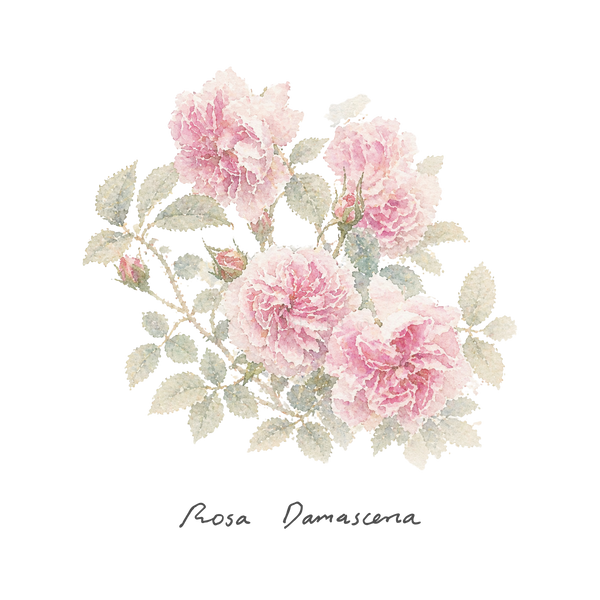 ATLAS ROSE