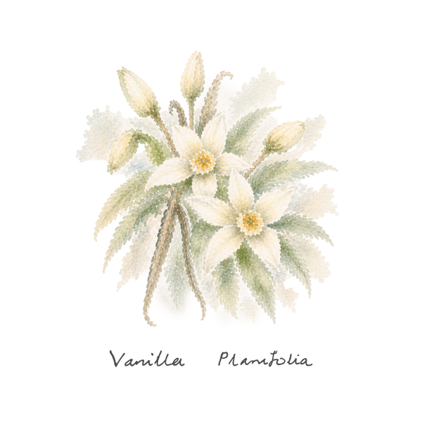 VANILLA