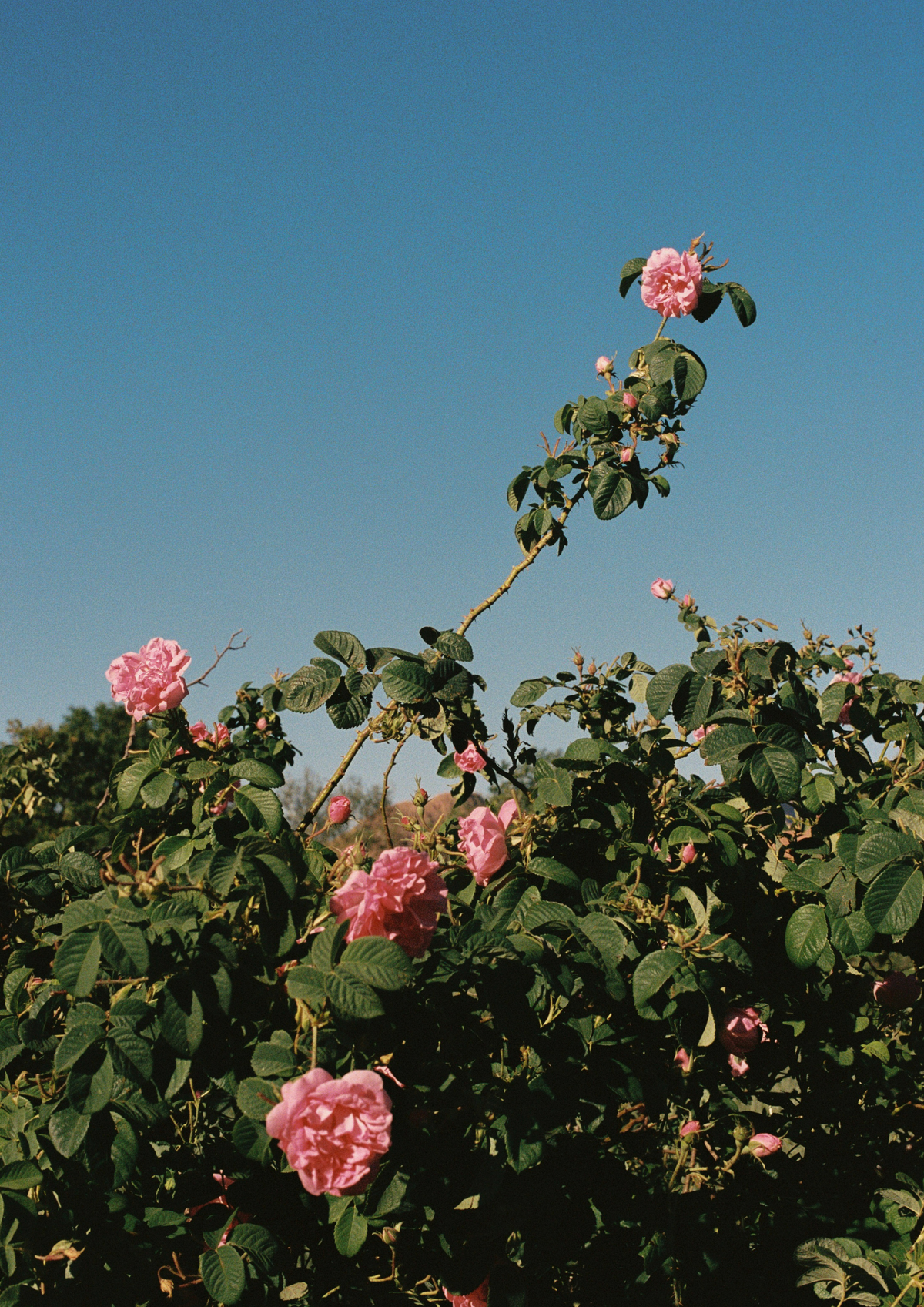 Kanobe - Roses in the fields of the Atlas Mountains