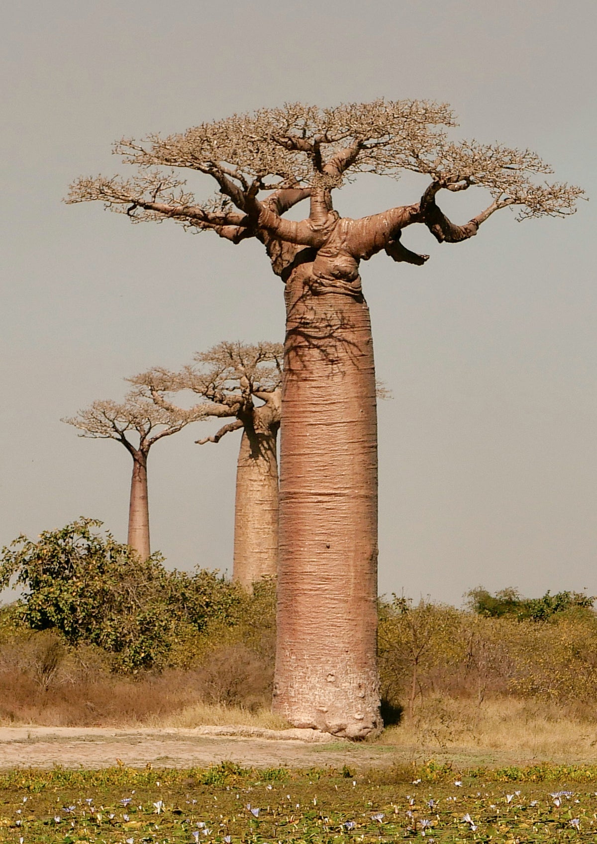Kanobe - Baobab Plains