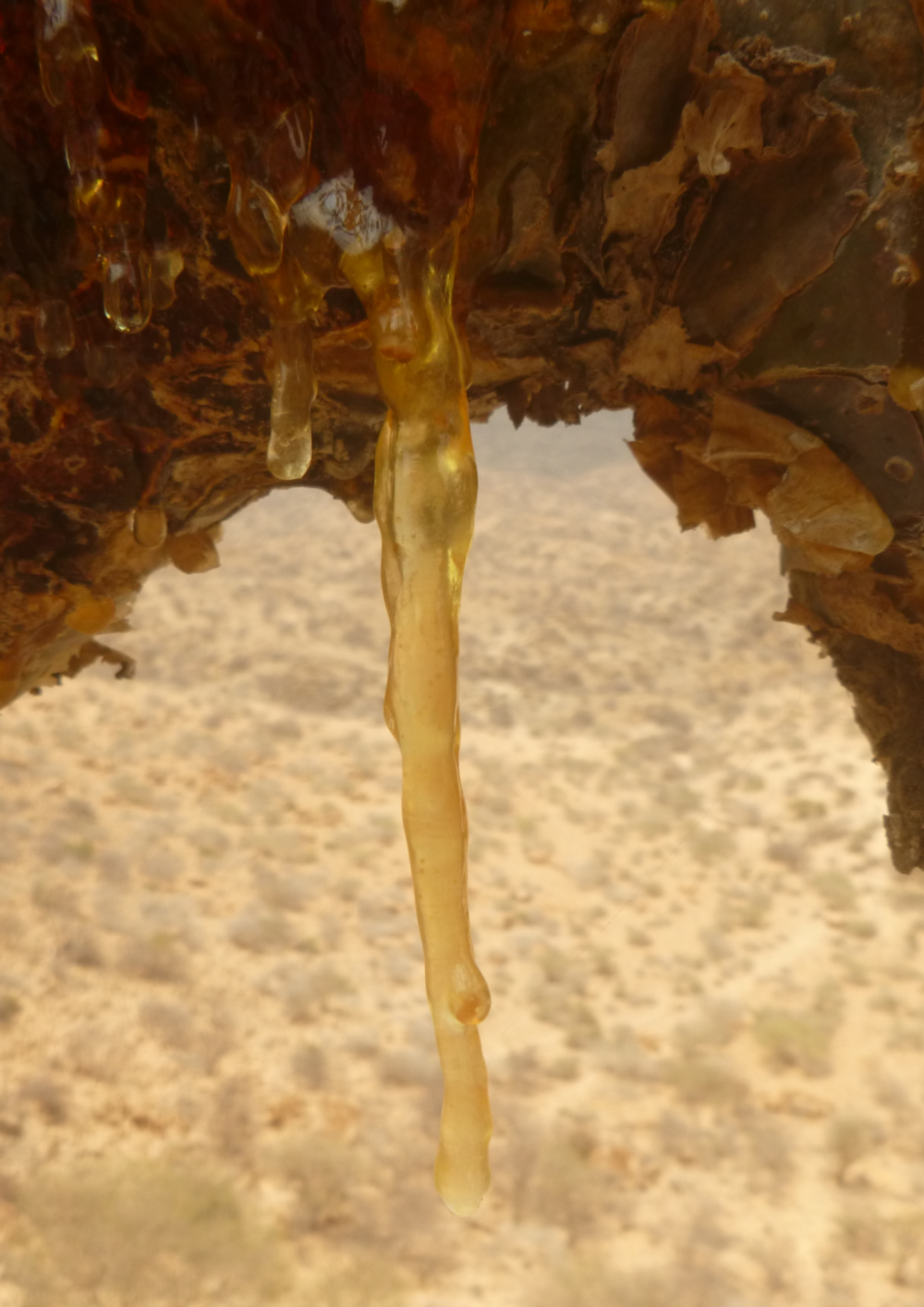 Maydi Frankincense Cleansing Oil