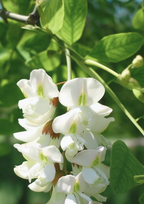 Wild Oat & Acacia Blossom Soap