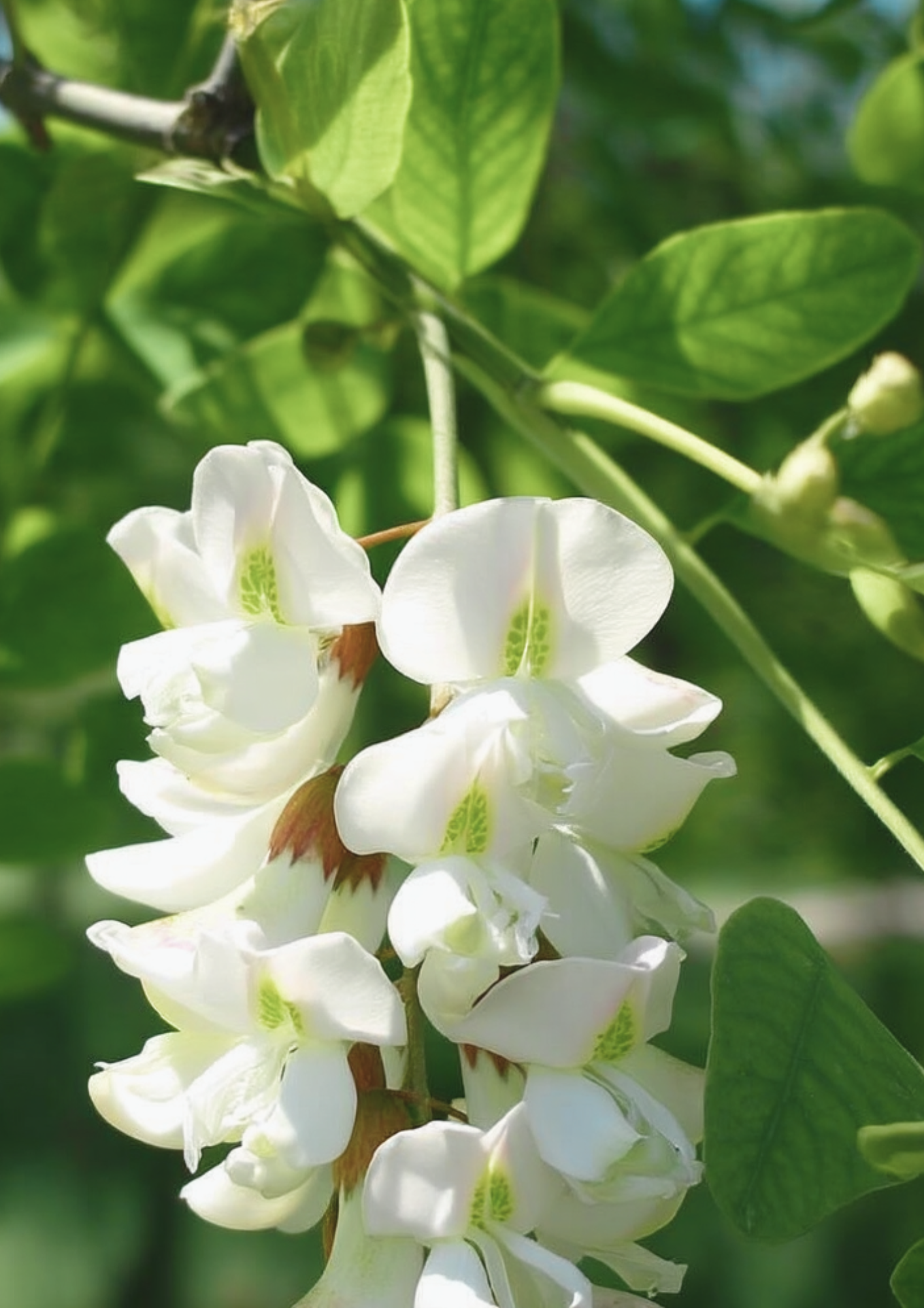 Wild Oat & Acacia Blossom Soap