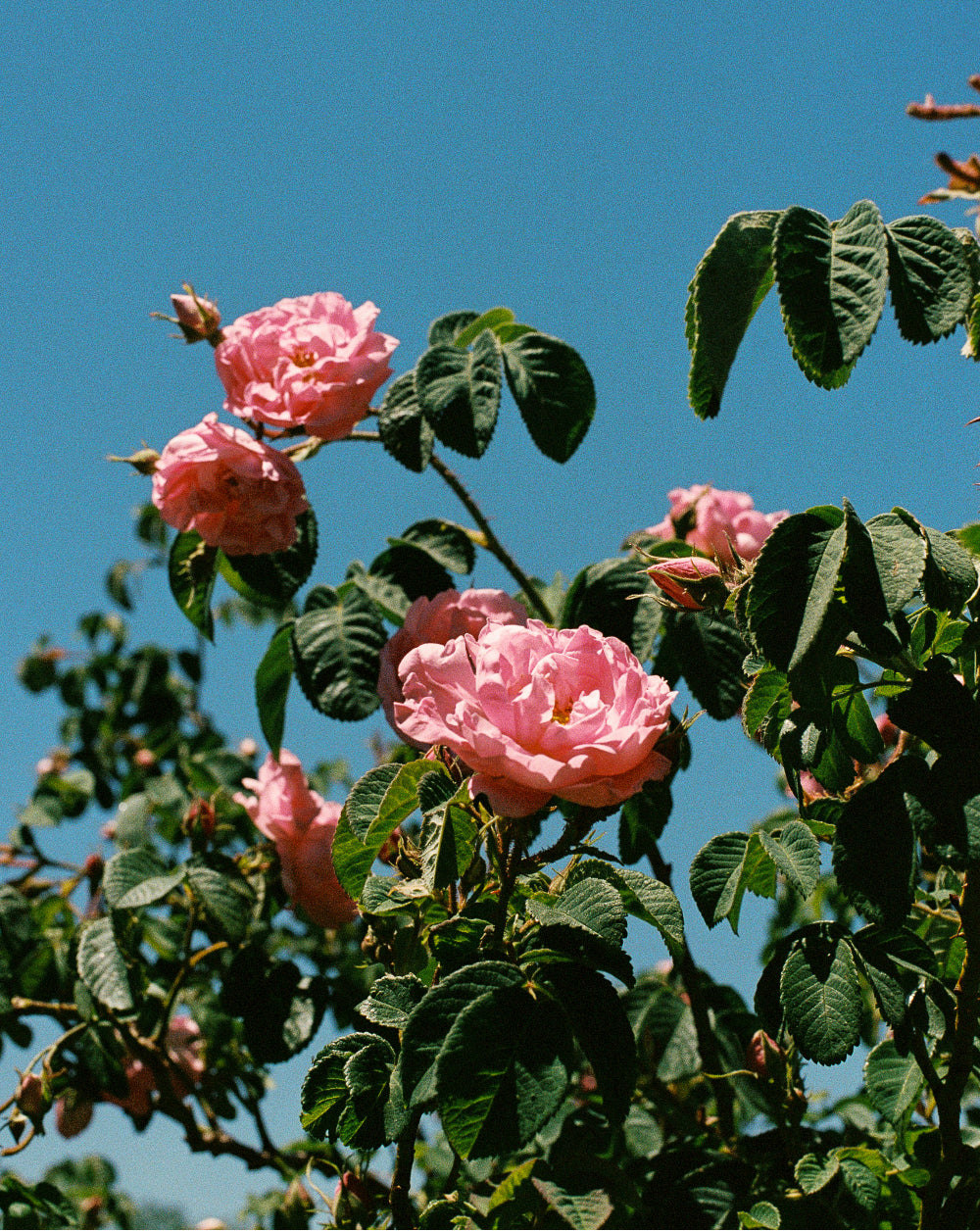 ATLAS ROSE